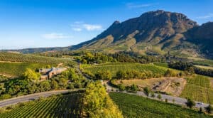 The Valley of the Vines: A Deep Dive into the Constantia Wine Route