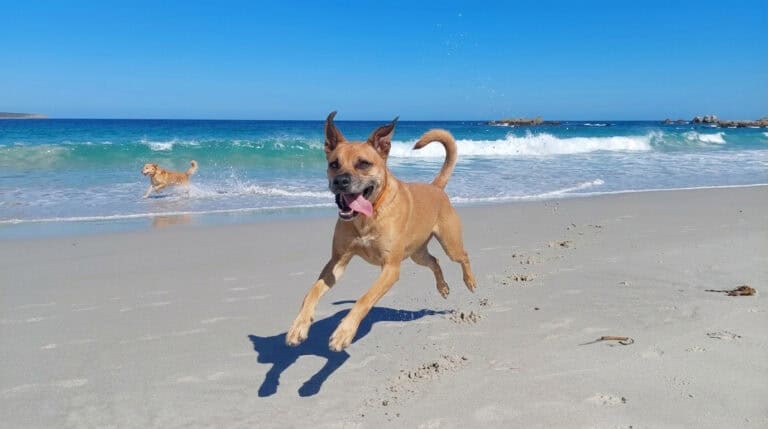 Finding the Most Spectacular Off Leash Adventures for Your Cape Town Canine