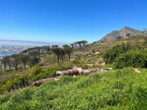 Exploring the Most Spectacular Sunset Trail on the Slopes of Table Mountain