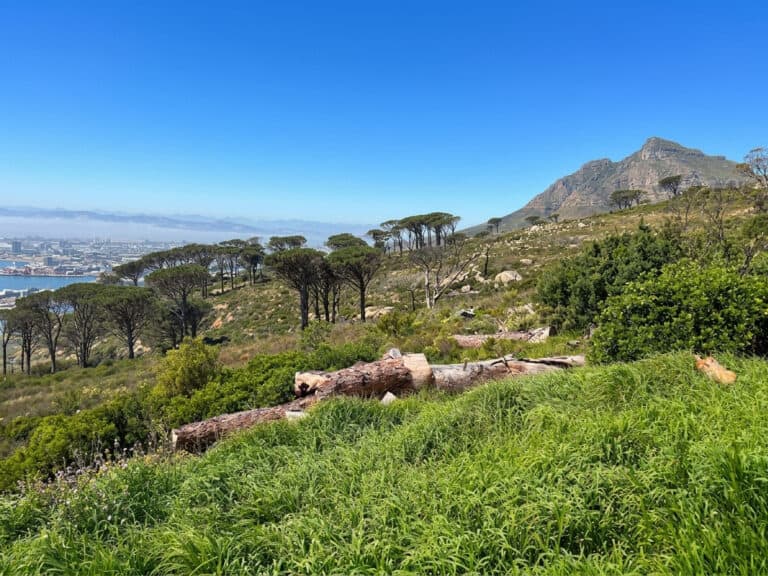 Exploring the Most Spectacular Sunset Trail on the Slopes of Table Mountain
