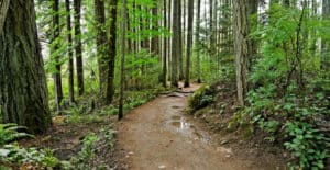 A Local Hiker’s Guide to Navigating Newlands Forest