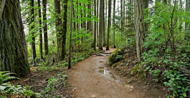 A Local Hiker’s Guide to Navigating Newlands Forest