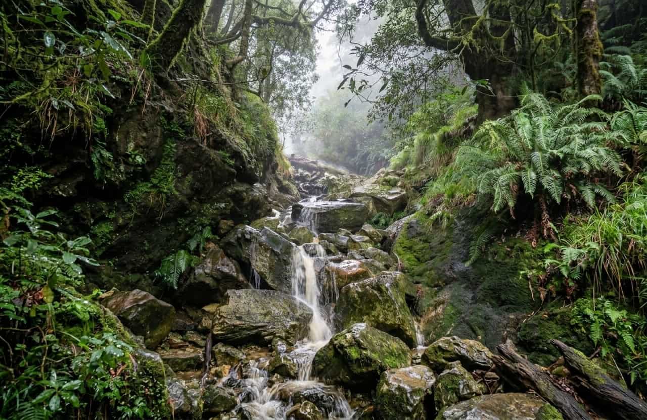 The Ultimate Guide to Hiking Table Mountain’s Skeleton Gorge