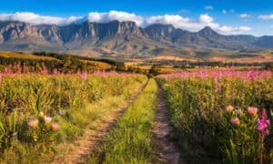 Discovering the Wild Slopes and Floral Wonders of the Helderberg Nature Reserve