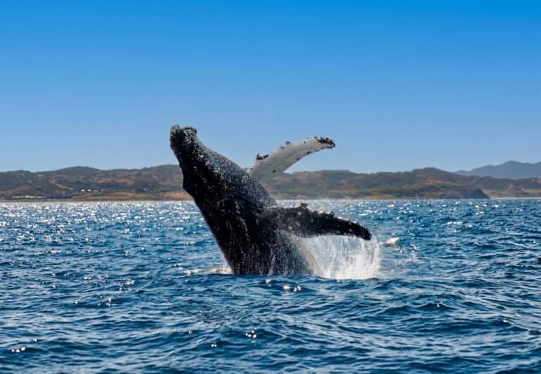 Coastal Lookouts for Witnessing the Great Whale Migration