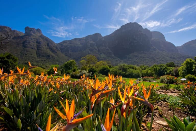 Witnessing the Intersection of Art and Nature at the Kirstenbosch Sculpture Garden